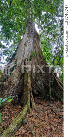 A big tree seen on a river boat tour on the Guama River at Belem do Para, a city on the north area of Brazil. A big tree seen on a river boat tour on the Guama River at Belem do Para, a city on the north area of Brazil. 128746747