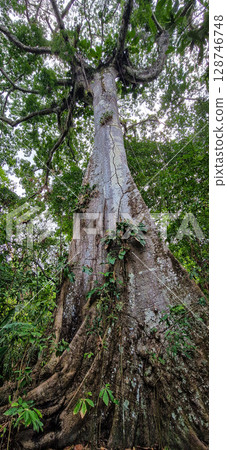 A big tree seen on a river boat tour on the Guama River at Belem do Para, a city on the north area of Brazil. 128746748