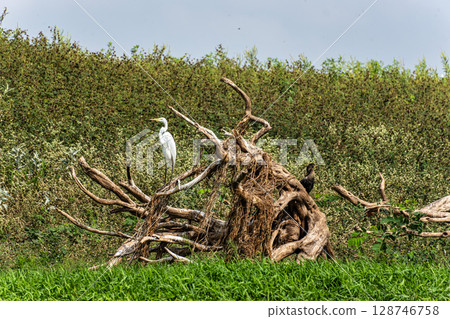 Great egret, Ardea alba at the Jari Canal at Alter do Chao, Santarem District, Para State, Brazil. Great egret, Ardea alba at the Jari Canal at Alter do Chao, Santarem District, Para State, Brazil. 128746758
