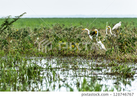Great egret, Ardea alba at the Jari Canal at Alter do Chao, Santarem District, Para State, Brazil. Great egret, Ardea alba at the Jari Canal at Alter do Chao, Santarem District, Para State, Brazil. 128746767