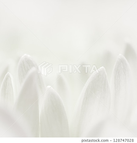 Abstract floral background, white chrysanthemum flower petals. Macro flowers backdrop for holiday brand design 128747028