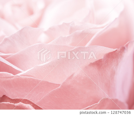 Abstract floral background, pink pale rose flower petals, soft focus. Macro flowers backdrop for holiday brand design 128747036
