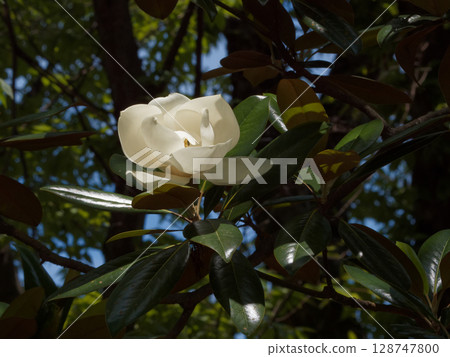 White flowers of the evergreen tree Magnoliaceae, Magnolia grandiflora White flowers of the evergreen tree Magnoliaceae, Magnolia grandiflora 128747800