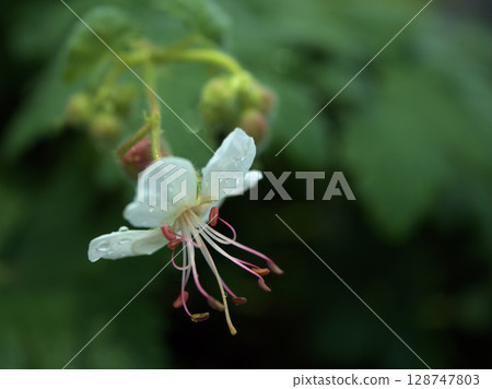 The pretty white flowers of Geranium macrorhythm blooming in early summer in June The pretty white flowers of Geranium macrorhythm blooming in early summer in June 128747803