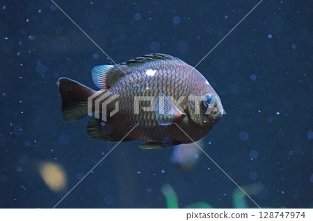 Mitsuboshi black sparrow 128747974