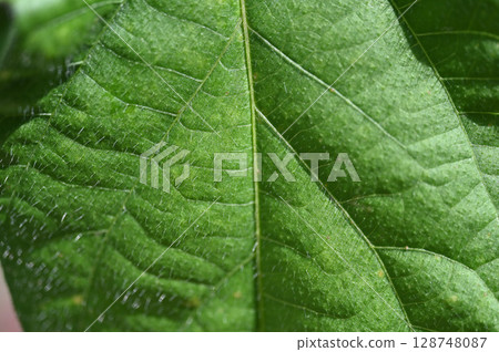 毛茸茸的綠葉的宏 128748087