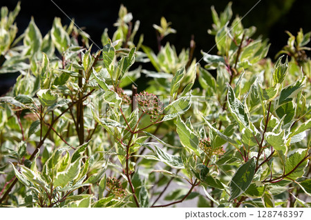 trimmed bushes of white dogwood Elegantissima in sunlight on black background 128748397