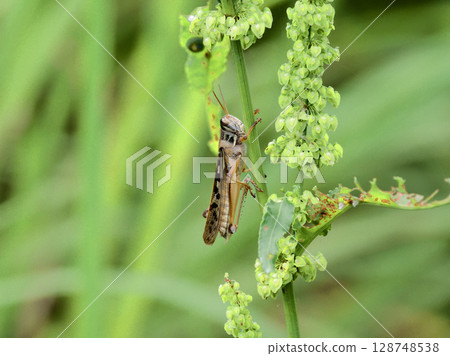 A grasshopper (Lamium gracile) resting on the stem of a wild plant 128748538