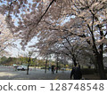 Cherry blossoms in Yeouido, Seoul 128748548