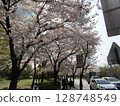 Cherry blossoms in Yeouido, Seoul 128748549