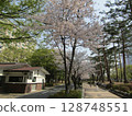 Cherry blossoms in Yeouido, Seoul 128748551