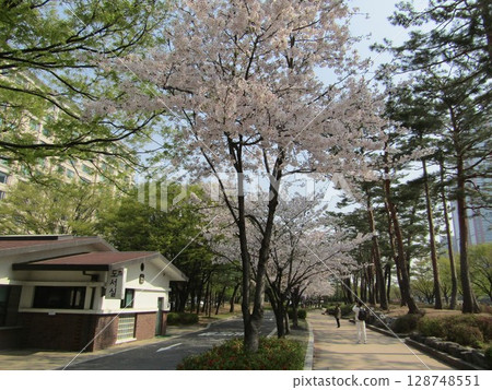 Cherry blossoms in Yeouido, Seoul Cherry blossoms in Yeouido, Seoul 128748551