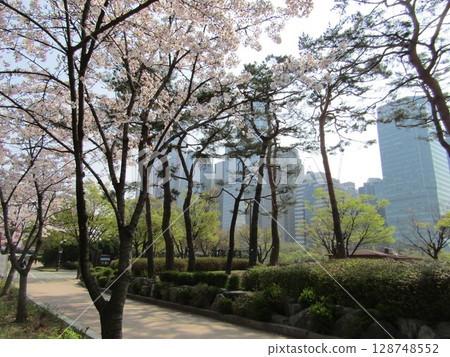 Cherry blossoms in Yeouido, Seoul 128748552