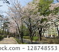 Cherry blossoms in Yeouido, Seoul 128748553