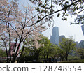 Cherry blossoms in Yeouido, Seoul 128748554