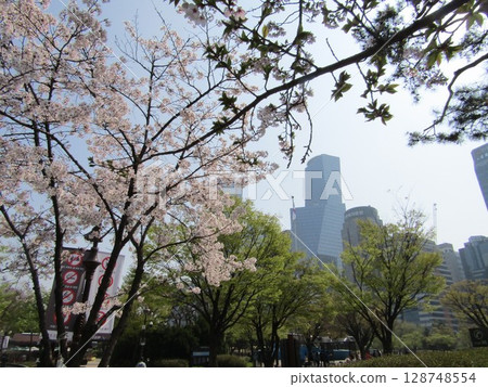 Cherry blossoms in Yeouido, Seoul 128748554