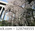 Cherry blossoms in Yeouido, Seoul 128748555