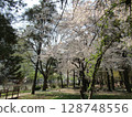 Cherry blossoms in Yeouido, Seoul 128748556