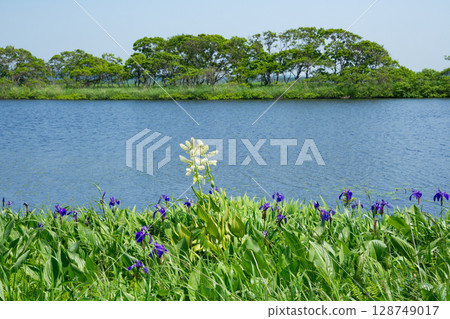 Summer flowers bloom at Sarobetsu Primeval Flower Garden 128749017