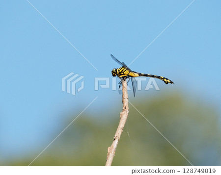 Gomphidae Uchiwayanma ♀ Gomphidae Uchiwayanma ♀ 128749019