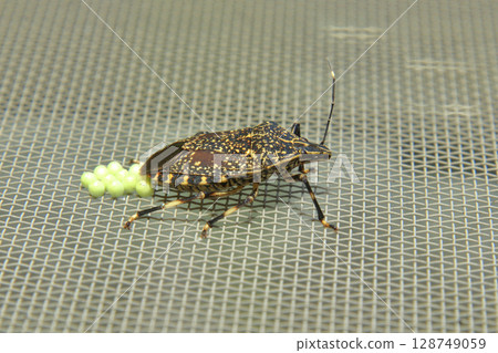 Spotted stink bug laying eggs Spotted stink bug laying eggs 128749059