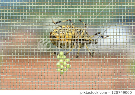 A spotted stink bug that has finished laying eggs A spotted stink bug that has finished laying eggs 128749060