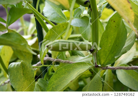 Broad beans Broad beans 128749162