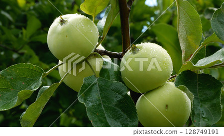 There are many ripe green apples on a branch of an apple tree in the garden. There are many ripe green apples on a branch of an apple tree in the garden. 128749191