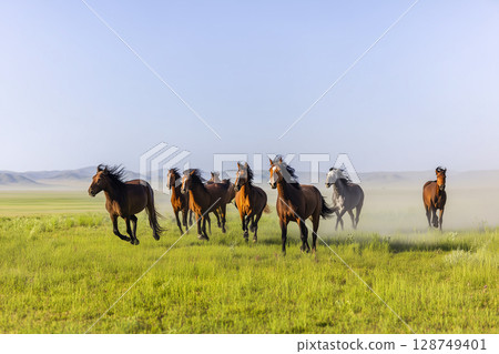 Wild horses galloping across the plains - a moment of nature that symbolizes freedom and strength 128749401