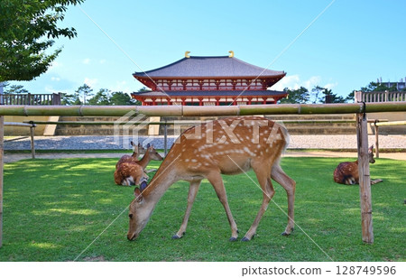 Kofukuji Temple and Deer, Nara 128749596