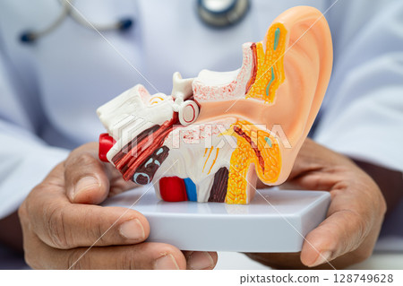 Asian doctor holding human ear model to learn and treat hearing loss in patient. 128749628