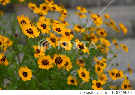 Kinkeigiku 128749676