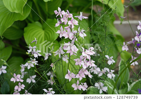 Flowers of Chidorisou 128749739