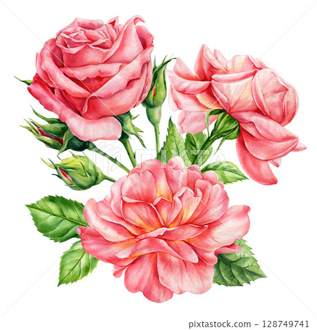 Pink roses with rosebuds and green leaves watercolor floral bouquet botanical romantic illustration for wedding design 128749741