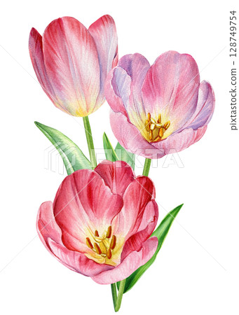 Three pink tulips with green stems watercolor floral composition botanical spring flower bouquet illustration clipart Three pink tulips with green stems watercolor floral composition botanical spring flower bouquet illustration clipart 128749754