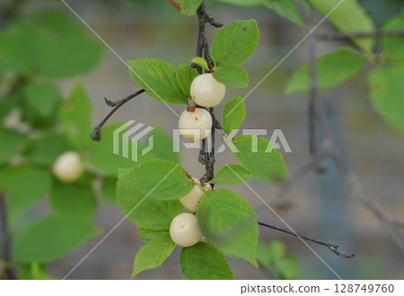 白果日本李子 白果日本李子 128749760
