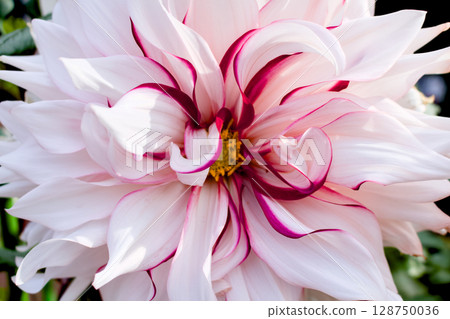 Beautiful close-up of white and deep pink dahlias Beautiful close-up of white and deep pink dahlias 128750036