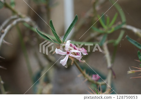 Pachypodium - Pegasus Sky Flower 128750053