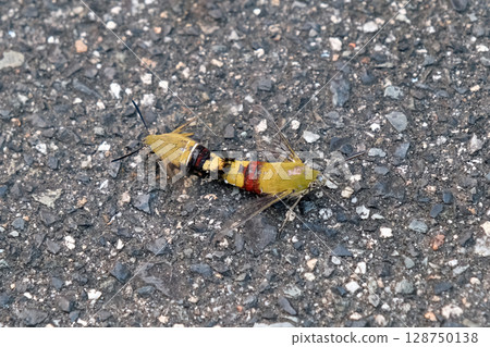 Mating Hawk Moth 128750138