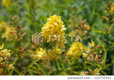 Flower of Qedaredama 128750592