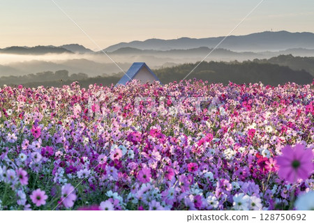 雲海環繞的波斯菊田和山景 128750692