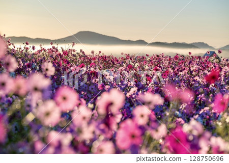 Cosmos field and mountain scenery surrounded by a sea of clouds 128750696