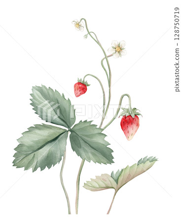 Composition with Wild Strawberry branches and white flower . Hand drawn watercolor illustration of Woodland strawberry plant green leaves and red wild berries on isolated background. Composition with Wild Strawberry branches and white flower . Hand drawn watercolor illustration of Woodland strawberry plant green leaves and red wild berries on isolated background. 128750719