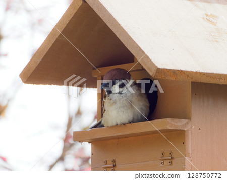 High-resolution photo of a birdhouse and sparrows 128750772