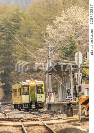 櫻花與綠樹環繞的小海線列車,春天的景色 櫻花與綠樹環繞的小海線列車,春天的景色 128750857