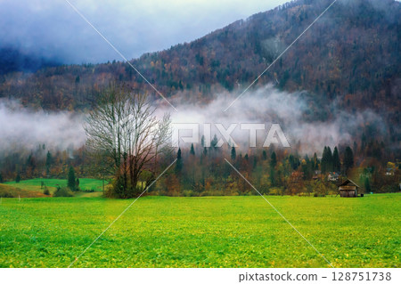 Misty serenity over emerald valley. Solitary bare tree stands in foggy lush meadow 128751738