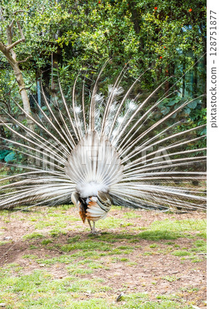 Peacock Showing Off Its Tail While Walking Through a Café in Budva 128751877