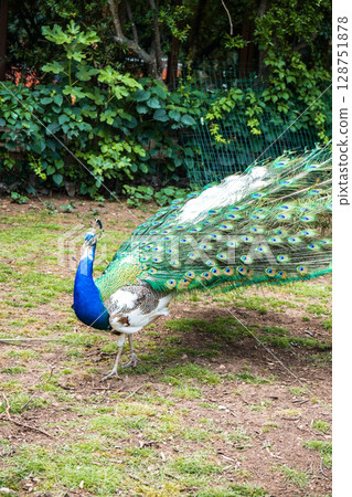 peacock, Budva, feathers 128751878
