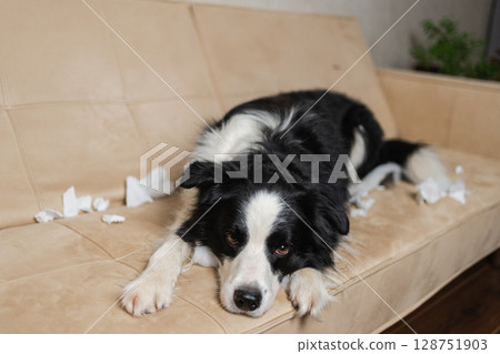 Naughty playful puppy dog border collie after mischief biting paper lying on couch at home. Guilty dog and destroyed living room. Damage messy home and puppy with funny guilty look 128751903
