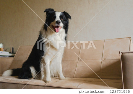 Cute puppy dog border collie sitting playing with funny face on couch at home indoors. Pet dog resting on cozy sofa. Pet care and animals concept. Funny emotional dog Cute puppy dog border collie sitting playing with funny face on couch at home indoors. Pet dog resting on cozy sofa. Pet care and animals concept. Funny emotional dog 128751936
